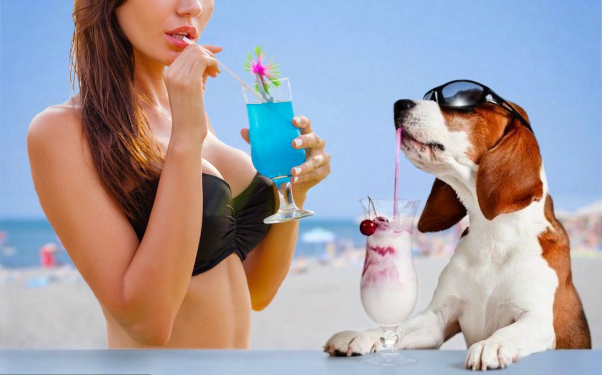 Tancrède, en chien sur la plage, sirote un cocktail avec une copine