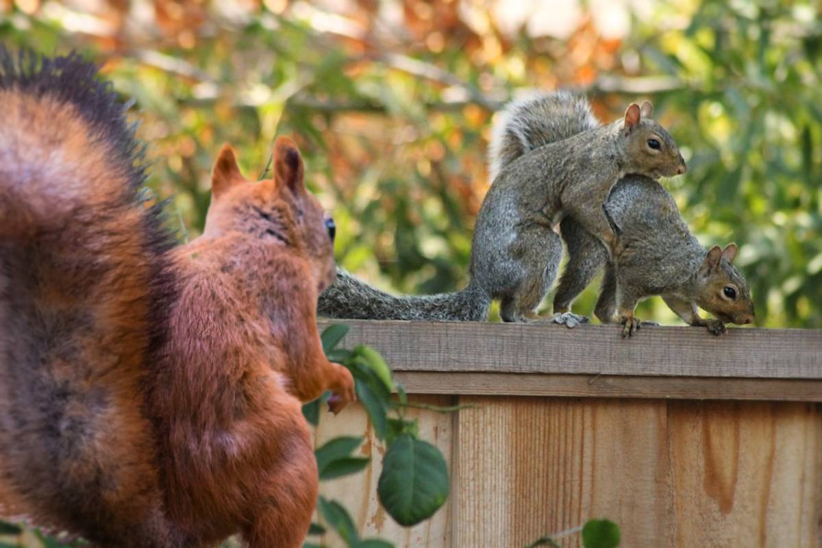 Espèces invasives : les écureuils gris font baisser la fécondité des écureuils roux